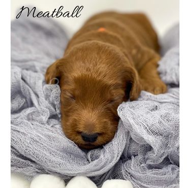 F1b Labradoodle puppy