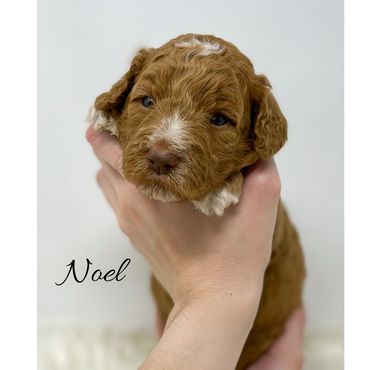 Mini Goldendoodle