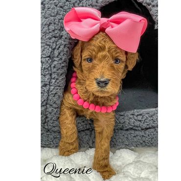 Mini Labradoodle Puppy