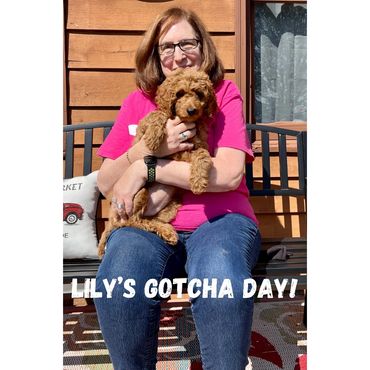 F1b Goldendoodle Puppy