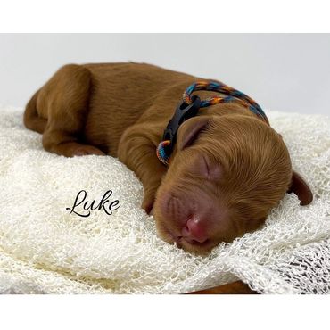 “Luke”-Blue/Orange Multi Collar Male