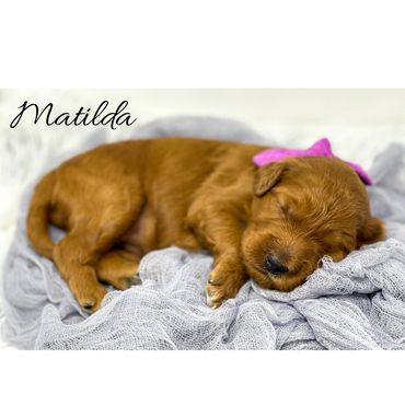 F1b Labradoodle puppy