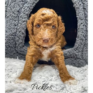 Mini Goldendoodle