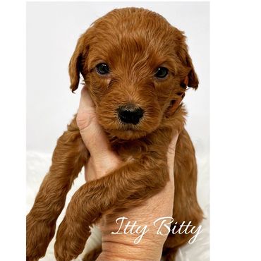 F1b Labradoodle Puppy