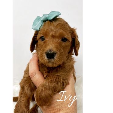 F1b Labradoodle Puppy