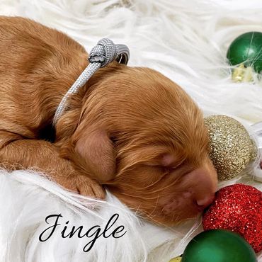 F1b Goldendoodle Puppy