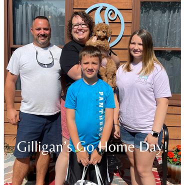 F1b Labradoodle Puppy