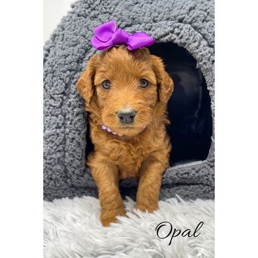 Mini Labradoodle