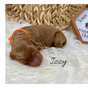 F1b Labradoodle Puppy