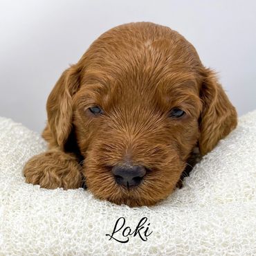 F1b Goldendoodle Puppy