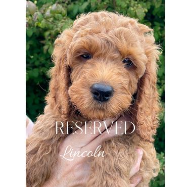 F1b Goldendoodle Puppy