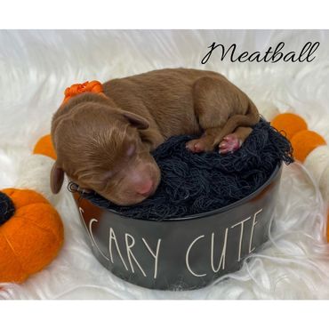 F1b Labradoodle puppy