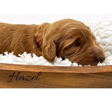 F1b Goldendoodle Puppy