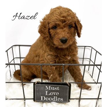 F1b Goldendoodle Puppy