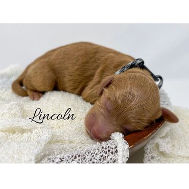“Lincoln”-Black/White Collar Male