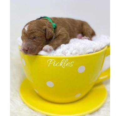 Mini Goldendoodle