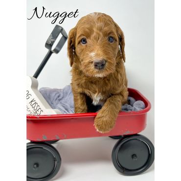 Mini Goldendoodle