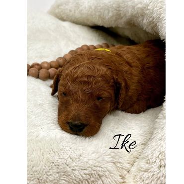 F1b Labradoodle Puppy