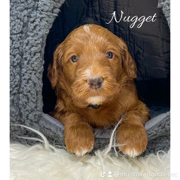 Mini Goldendoodle