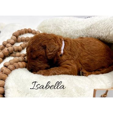F1b Labradoodle Puppy