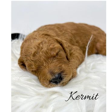F1bb Goldendoodle puppy