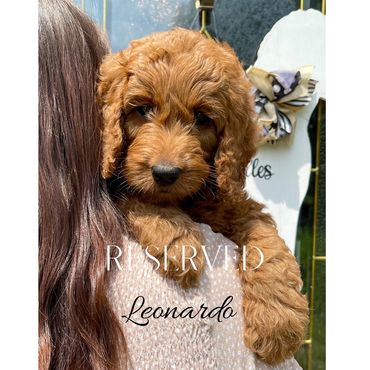 F1b Goldendoodle Puppy