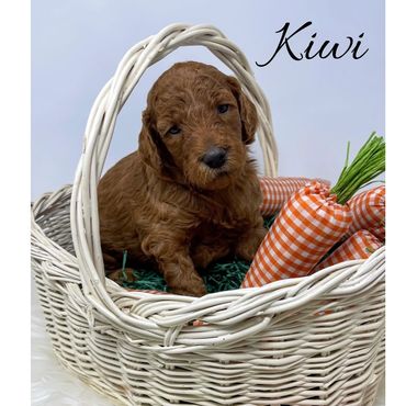 F1bb Goldendoodle puppy