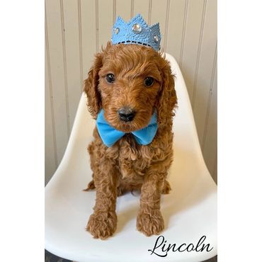 F1b Goldendoodle Puppy