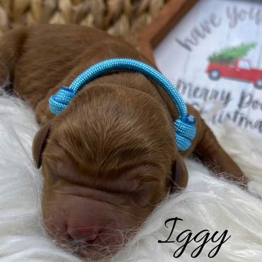 F1b Labradoodle Puppy