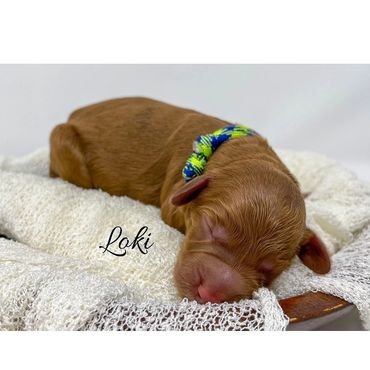 “Loki”-Blue/Green Collar Male