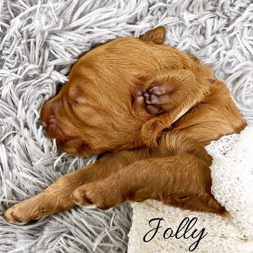 F1b Goldendoodle Puppy