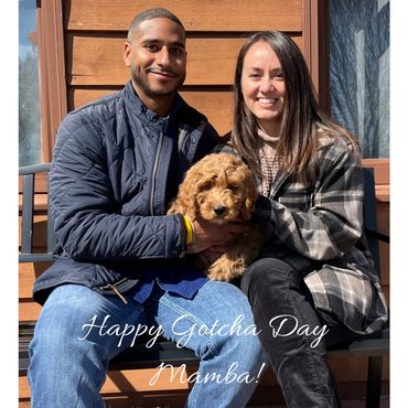 F1b Goldendoodle Puppy