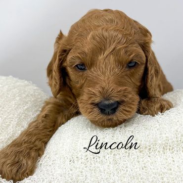 F1b Goldendoodle Puppy