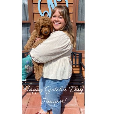 F1b Goldendoodle Puppy