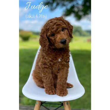 Mini Labradoodle