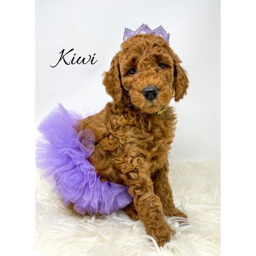 F1bb Goldendoodle puppy