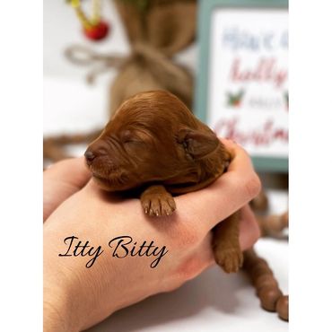 F1b Labradoodle Puppy