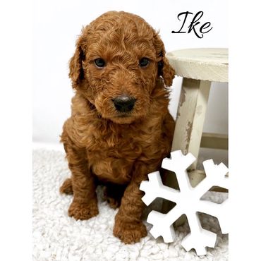 F1b Labradoodle Puppy