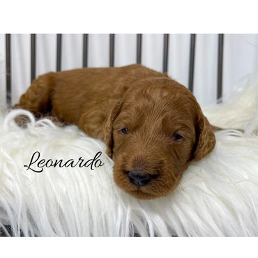 F1b Goldendoodle Puppy