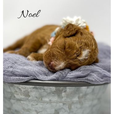 Mini Goldendoodle