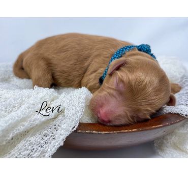 F1b Goldendoodle Puppy