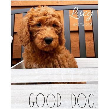 F1b Labradoodle Puppy