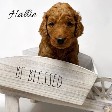 F1b Goldendoodle Puppy