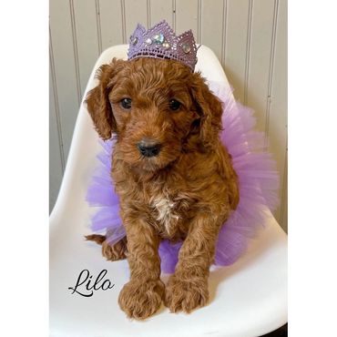 F1b Goldendoodle Puppy
