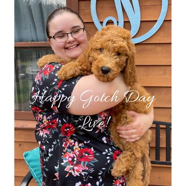 F1bb Goldendoodle puppy