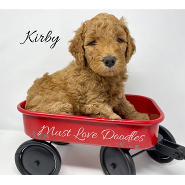 F1bb Goldendoodle puppy