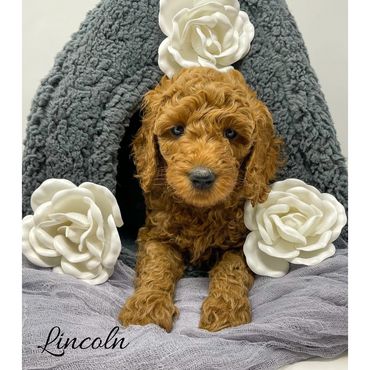 F1b Goldendoodle Puppy