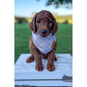 Mini Goldendoodle