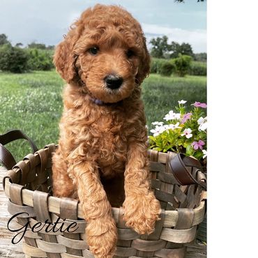 F1b Labradoodle Puppy