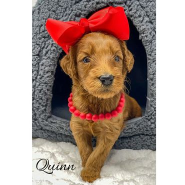 Mini Labradoodle Puppy